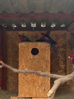 Predam Rozely penantove - 2