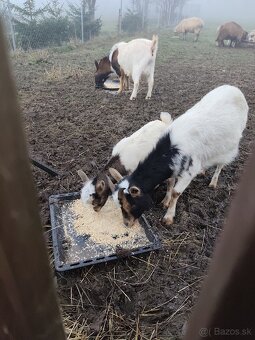 Holandska minikoza - 2