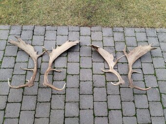 Zhody, parozie parohy daniel - 2