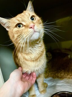 Darujeme kocúrika - 2