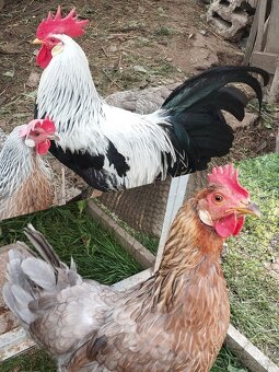 Násadové vajcia - 2