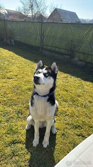 Sibírsky Husky - 2