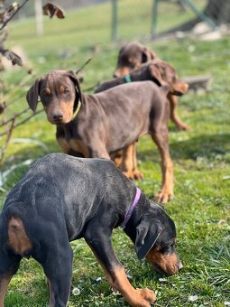 Doberman šteniatka - 2