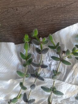 Delosperma echinatum - 2