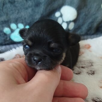 Čivava mini dlhosrstý psík - 2