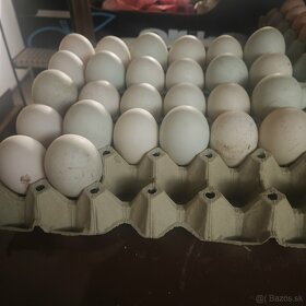 Nasadove kačacie vajcia - 2