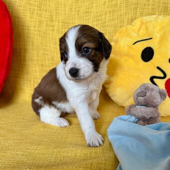 Šteniatka Kooikerhondje – Holandský vábič kačiek - 2