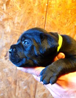 Kvalitné šteniatko Cane Corso - 2