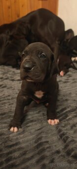 Nemecká doga - 2