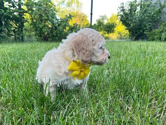 Maltipoo - šteniatko (fenka) - 2
