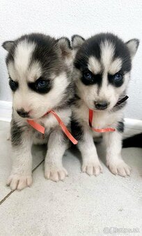 Šteniatka Husky ❤️ - 2