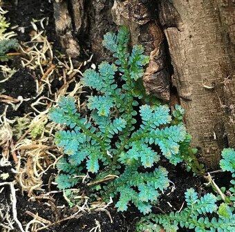 Selaginella uncinata - 2