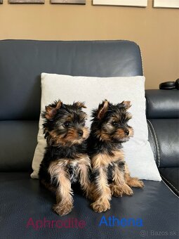Yorkshire terrier, yorkshirsky terier s PP - 2
