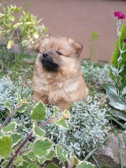 Pomeranian - 2