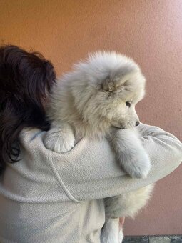 Na predaj šteniatko - fénka samojed - 2