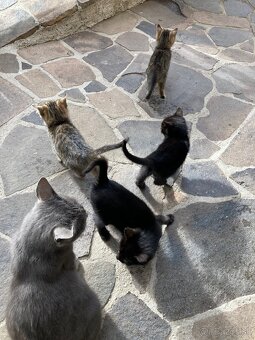 Darujem mačiatka - 2