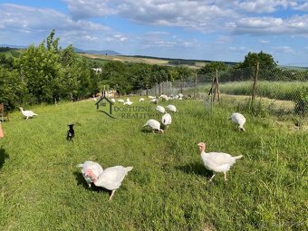 Na predaj Chalupa s veľkým pozemkom-Sasinkovo len 10km od HC - 2