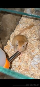 Darujem pieskomilov - 2