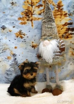 Yorkshire terrier s PP - 2