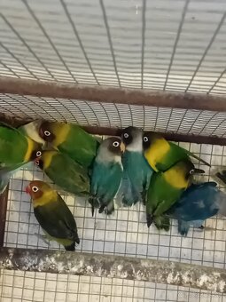 Agapornis škraboškovy - 2