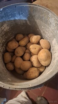 Predám kŕmne zemiaky - 2