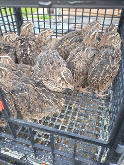 Japonské prepelice faraon - 2