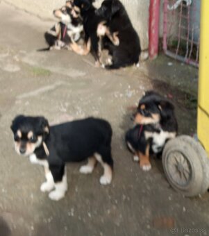 Šteniatka 2 mesačne - 2