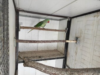 Alexander velký - 2