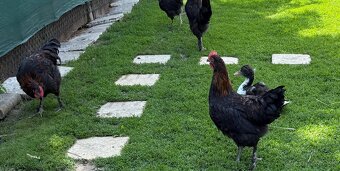 Marans - 2