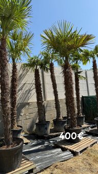 🌴 Predám  palmy Trachycarpus fortnei  🌴 - 2