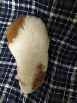 samice US teddy morce - 2