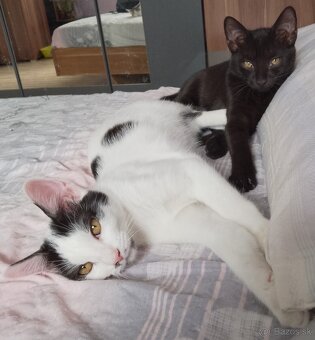 6 mesačné mačiatka - 2