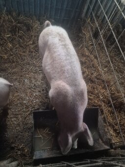 Predám mladého kanca - 2