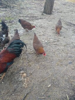 Násadové vajíčka - 2