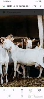 Kúpim  kozy. - 2