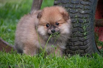 Pomeranian - 2
