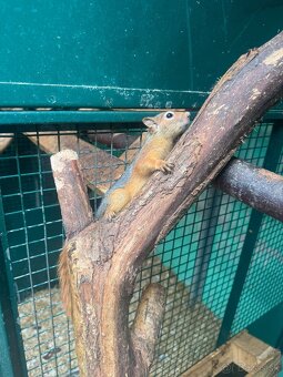 Sciurus anomalus veverička krátkouchá - 2