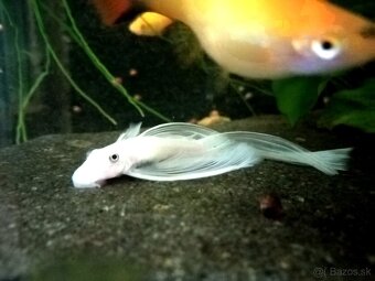 Ancistrus sp.snow white long fin - 2