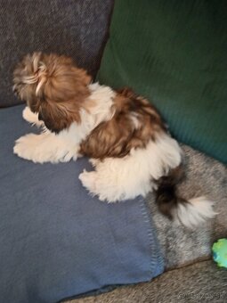 SHIH-TZU - 2