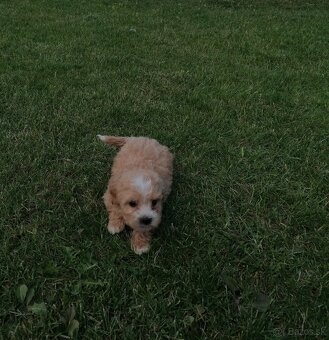 Predám šteniatka maltipoo - 2