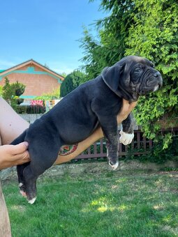 American bully xl s PP - 2
