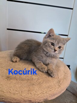 Škótske mačiatka - 2