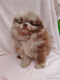 Pomeranian s PP - 2