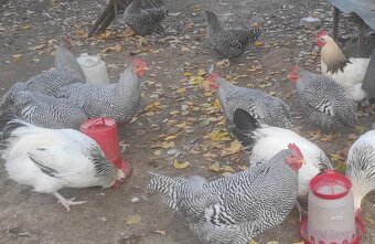 Kohút 🐓 - 2