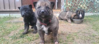 Predáme šteniatka. - 2