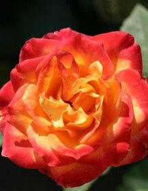 Ruže, rózsa, stromčekové ruže,  rózsafa - 2