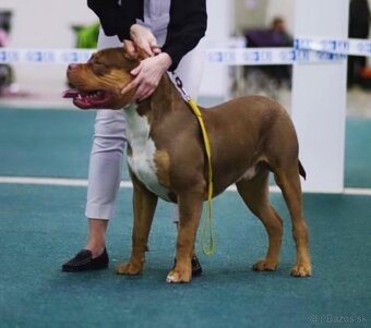 American bully xl krytie - 2