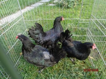 Ayam Cemani - 2