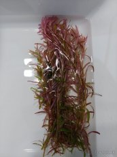 akvarijni rostlina Rotala "Vietnam H'ra" - 2