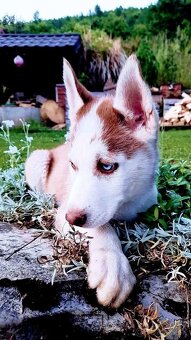 Sibirsky husky hasky - 2
